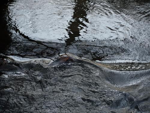 La rigole amenant l'eau au Canal du Midi, Saissac